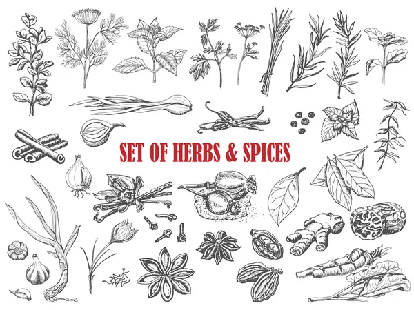 Set of Herbs and spices in sketch style — Stock Illustration Set of Herbs and spices in sketch style Royalty Free Stock Vectors