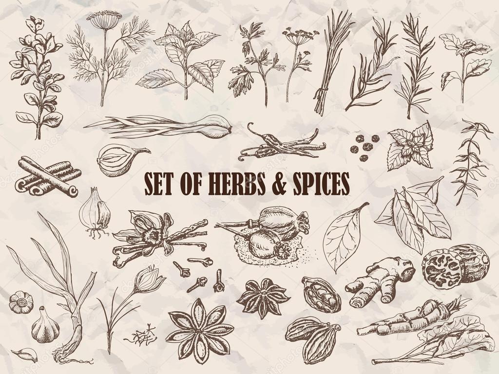 Set of Herbs and spices in sketch style