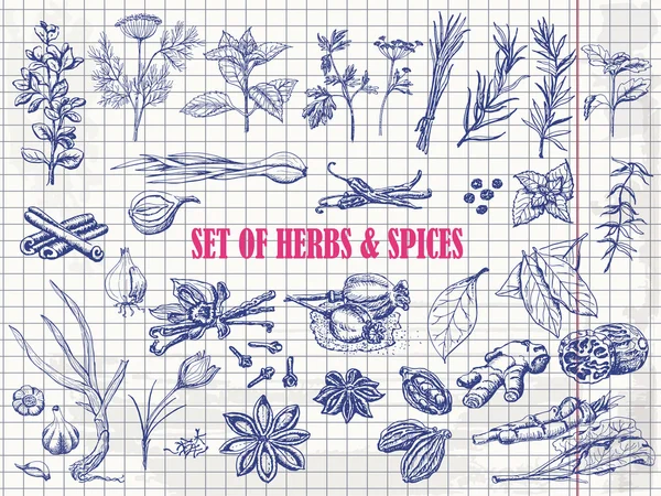 Conjunto de hierbas y especias en estilo de boceto sobre papel — Vector de stock
