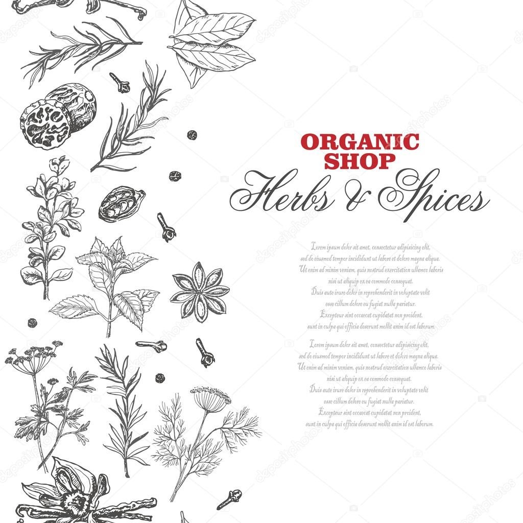 Vector background with spices and herbs