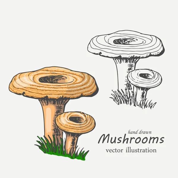 Desenhos de cogumelos para colorir cogumelo contorno desenho cogumelo vetor  preto e branco