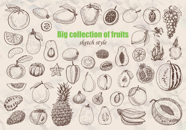 Big collection of fruits in sketch style. 