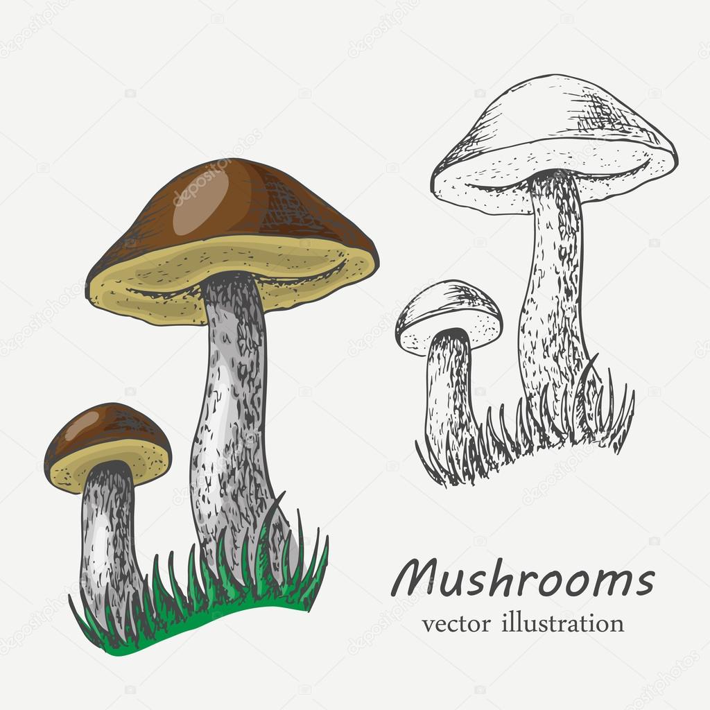 Graphic and colored mushrooms. Vector illustration