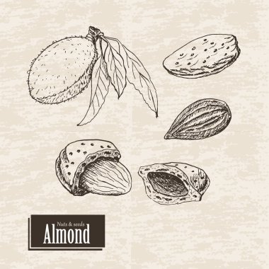 Badem ile vektör arka plan