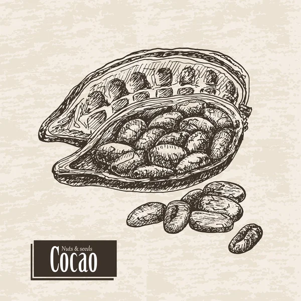 Fondo vectorial con fruta de cacao — Vector de stock