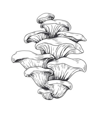 El yapımı ballı mantarlar. Çorba, pizza ya da sos pişirmek için vejetaryen malzeme, orman ürünü. Shiitake menü dekorasyonu, eğitim posterleri ve kitaplar, vektör gıda reklamları