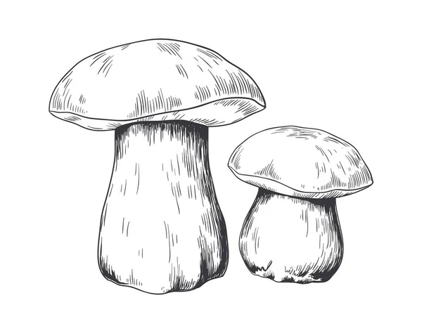 Porcini fatti a mano. Impianto di foresta, schizzo di matita di fungo. Ingrediente vegetariano per la cottura delicatezza. Prodotto naturale, modello di pubblicità alimentare, logo mockup, illustrazione vettoriale — Vettoriale Stock