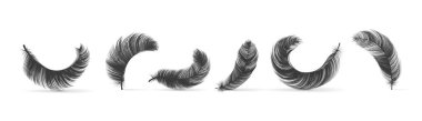 Black feathers. Realistic bird swan or goose silhouettes, fluffy 3D soft empennage, weightless plume in different angles, symbol of lightness element for design isolated vector set