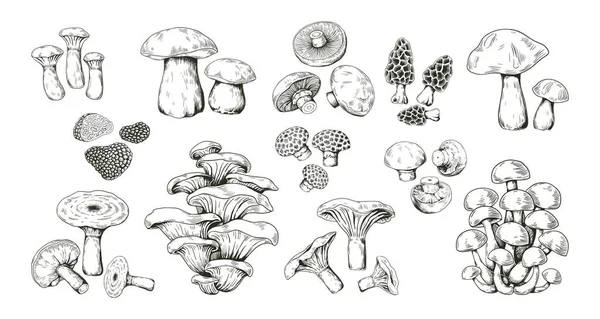 Paddenstoel schets. Realistische hand getekend schets eetbaar bosproduct. Verzameling van morel, boletus en truffel, porcini of champignon. Rauwe ingrediënten voor koken, vector delicatesse set — Stockvector