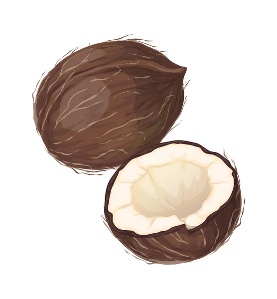 Coco de dibujos animados. Nueces enteras y medio picadas. Producto detallado aislado. Ingrediente orgánico para alimentos y cosméticos. Planta tropical. Plantilla decorativa para etiquetas, ilustración vectorial — Vector de stock