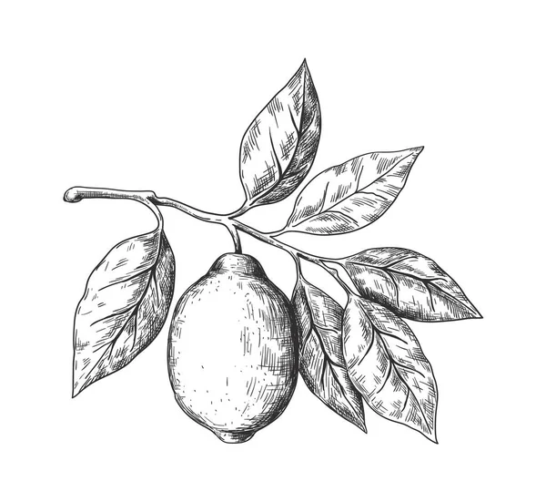 Limón dibujado a mano. Rama de fruta estilo boceto, cítricos frescos enteros con hojas, dibujo negro vector ilustración aislada para limonada o paquete de jugo, planta decorativa para etiqueta o póster — Archivo Imágenes Vectoriales