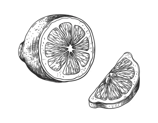 Limón dibujado a mano. Esquema vintage rebanada jugosa y media lima o naranja, fruta estilo boceto, planta para etiquetas, vector de dibujo en blanco y negro ilustración aislada para el paquete de jugo — Vector de stock