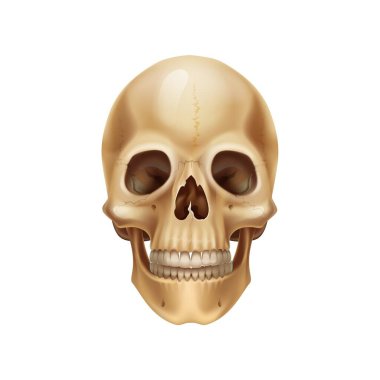 İnsan kafatası. Gerçekçi anatomik model, ölü adamın kafa kemikleri. Tıbbi 3 boyutlu illüstrasyon. Dişli iskeletin bir parçası. Cadılar Bayramı veya korsan sembolü. Ayrıntılı kafatası için vektör ön görünümü