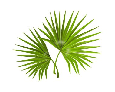 Orman yaprakları. Dar, uzun yapraklı gerçekçi canavar dalları. Tropikal orman bitkilerinin bileşimi. Kaplıca ve güzellik posteri için dekoratif doğal arka plan. Vektör palmiye yeşilliği