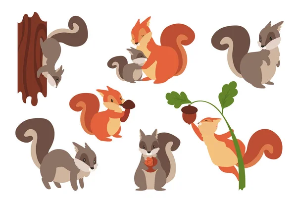 Squirrel. Cartoon wild furry animals playing with nuts and acorns, climbing on tree or holding mushrooms. Gray and orange forest dwellers. Vector adorable rodents set with fluffy tails — Stock Vector