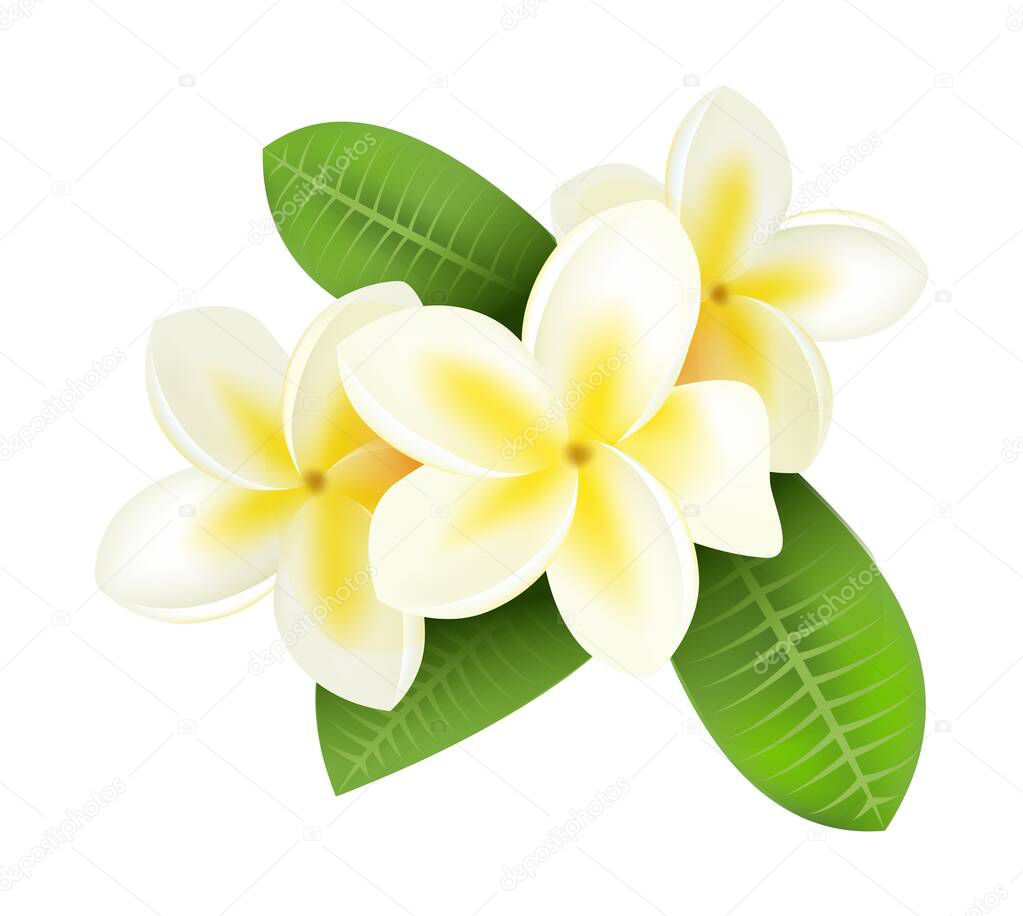Realistic plumeria. Frangipani tropical plants with white and yellow petals. Isolated blooming flowers and green leaves. Hawaiian flora. Decorative botanical element. Vector blossom