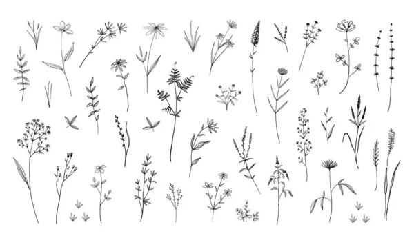 Flores silvestres. Campo dibujado a mano floreciendo hierbas con hojas o tallos. Flor de garabato blanco y negro. Conjunto de elementos florales decorativos. Bosquejo de herbario botánico. Fondo de naturaleza vectorial — Archivo Imágenes Vectoriales