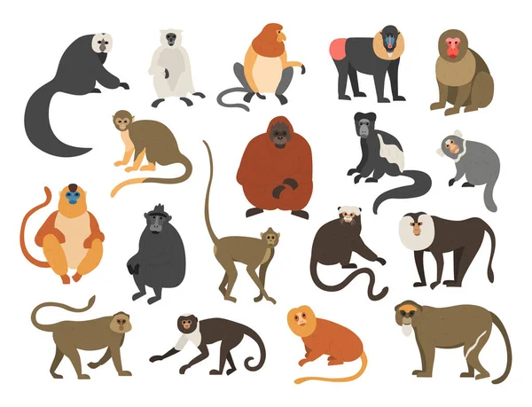 Des singes caricaturaux. Animaux exotiques tropicaux. Différents types de races de primates. Mandrill et Bekantan. Lémurien grimpant. Chimpanzé drôle ou orang-outan. Des singes à fourrure avec queue. Ensemble de faune vectorielle — Image vectorielle