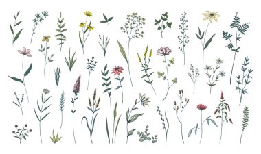 Yaz çiçekleri. El yapımı çiçek açan otlar. Yaprakları ve çiçekleri olan yeşil saplar. Dekoratif çiçek unsurları ayarlandı. Botanik bitkisi. Tatlı bahar bitkileri. Vahşi çayır bitkisini taşıyın