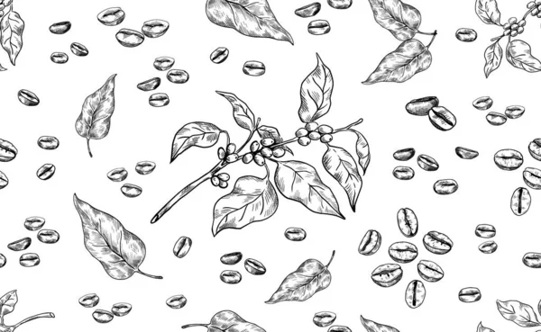 Modèle de café. Texture sans couture dessinée à la main des haricots Arabica. Branche d'arbre et feuilles. Graines d'arôme rôties. Ingrédient noir et blanc pour préparer une boisson expresso. Fond vectoriel — Image vectorielle