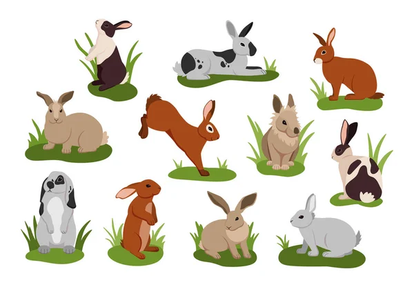 Çizgi film tavşanı. Çeşitli kürk renkleri olan sevimli tavşanlar. İzole edilmiş, çimlerin üzerinde yatan ve zıplayan tuhaf hayvanlar. Sevimli yabani tavşanlar. Hayvanlar çimlerde oturur ya da uzanır. Kabarık tüylü kemirgenler — Stok Vektör