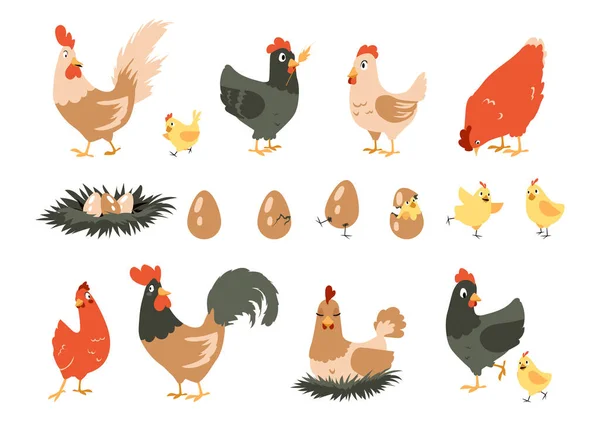 Poulet à dessin animé. Animaux de ferme domestiques mignons. La poule incube les poussins dans le nid. Étapes séquence d'éclosion d'oiseaux à partir d'oeufs. Un drôle de coq se promène dans la cour. Ensemble d'activités avicoles vectorielles — Image vectorielle