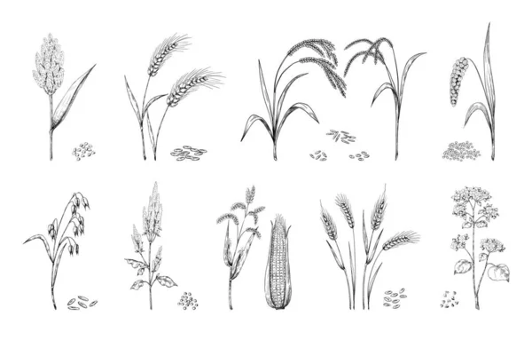 Des céréales dessinées à la main. Croquis des cultures agricoles. Oreilles de froment et seigle, avoine ou orge. Ensemble de plantes alimentaires agricoles. Sarrasin ou tiges de sorgho, épis de maïs. Des tas de graines. Récolte vectorielle des grains — Image vectorielle