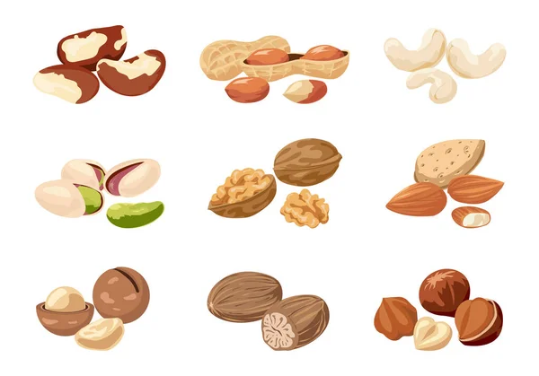 Nut. Cartoon cashew and peanut with shells. Natural nutmeg or macadamia. Delicious walnut and almond. Food products set. Vegan snacks. Organic ingredients. Vector healthy nutrition — 스톡 벡터