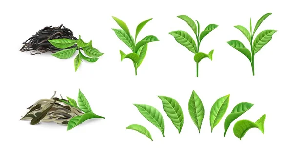 Té seco verde. Follaje de arbusto realista en rama y hojas separadas. Bebida de la mañana primer plano maqueta. Montones de plantas secas para la elaboración de bebidas tradicionales chinas. Productos naturales vectoriales — Archivo Imágenes Vectoriales