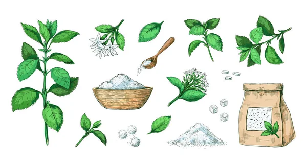 Handgezogenes Stevia. Gesunde Zuckeralternative. Natürliche Blätter extrahieren. Süße Pillen und getrocknete Stängel. Diet product gravure collection. Stiele mit Blumen. Vektor-Süßstoff-Set — Stockvektor