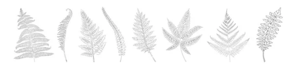 손으로 그린 양치식물. 식물성 숲 식물인 실루엣은 인쇄물 과 질감을 위한 것이다. 자연스럽게 상세 한 스케치 모음 집. 앞쪽 이 울퉁불퉁 하다. 왼쪽의 그래픽 템플릿. 벡터 단색 원소들 — 스톡 벡터