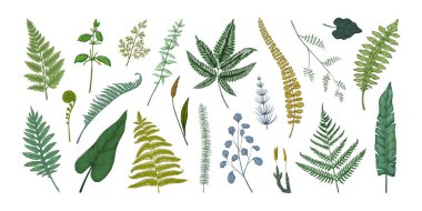 Eğrelti otu. Orman yeşilliklerinin el çizimi. Burjuva ve lahanalar ekin. Bracken ya da at kuyruğu yaprakları. Klasik botanik koleksiyonu grafik şablonu. Vektör flora ögeleri ayarlandı