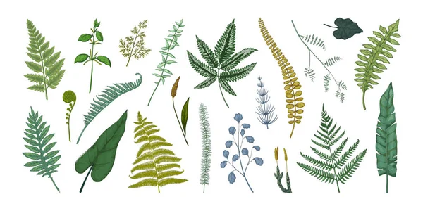 Fern lämnar. Handritad skiss av lövskog. Plantera borgare och groddar. Bracken eller åkerfräken. Vintage botaniska samling grafisk mall. Vektorns floraelement — Stock vektor