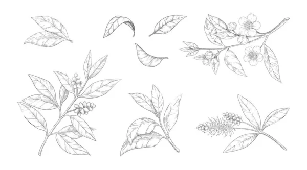 Tea leaves. Hand drawn branches with flowers and foliage. Engraved Chinese morning black and green drink. Isolated botanical engraving sketches collection. Vector plant greenery set — Stock Vector