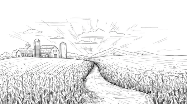 Кукурузное поле. Ручная гравировка с летними и осенними кукурузными початками. Фермерский дом и бункеры. Черно-белый набросок фермы. Восход солнца деревенская панорама. Векторный пейзаж — стоковый вектор