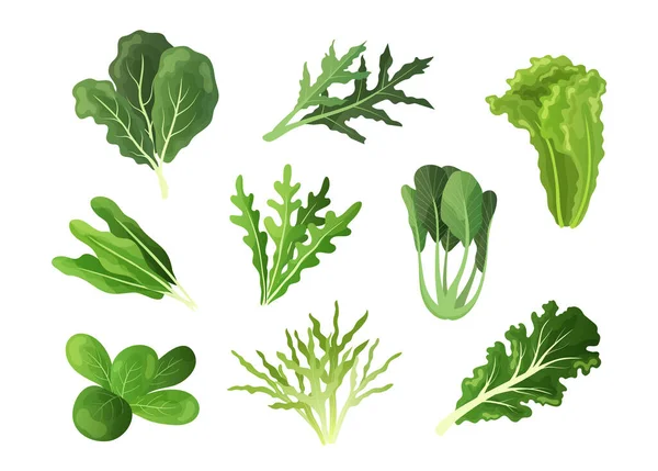 Saladebladeren. Cartoon verse spinazie en boerenkool, andijvie of sla gebladerte van biologische groenten. Gezond voedsel verzameling van groene mizuna, romaine en zuring. Vector vegetarische ingrediënten set — Stockvector