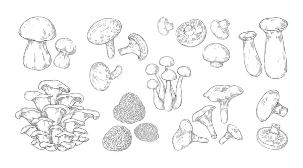 Esbozo de hongo. Grabado vintage de hongos vegetales. Champiñón dibujado a mano y champiñones de ostra. Shiitake aislado o trufa forestal. Conjunto de ingredientes alimentarios blanco y negro vectorial — Vector de stock