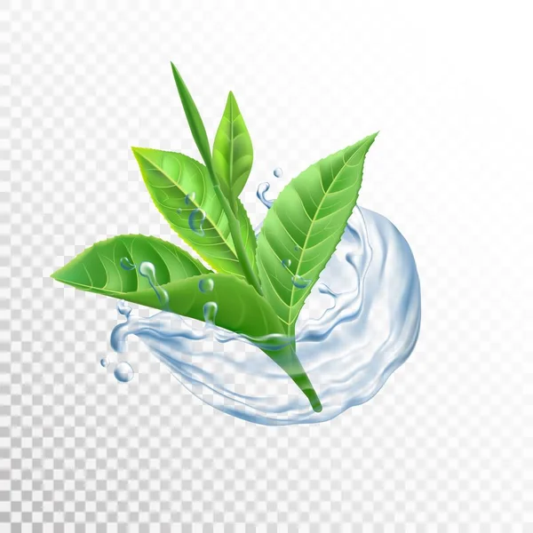 Hojas en agua salpicada. Té realista y follaje cítrico en ola de agua fría. Gotitas fluidas transparentes con planta verde fresca. Elementos botánicos y corriente líquida. Ilustración vectorial — Archivo Imágenes Vectoriales