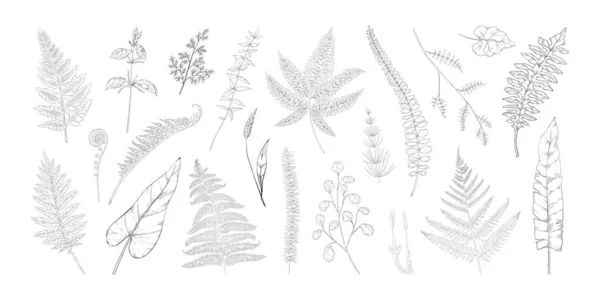 Hojas forestales. Follaje de helecho dibujado a mano. Hierba y arbustos verdes. Bosquejo botánico vintage con borgoña y brote. Conjunto de elementos naturales en blanco y negro. Plantillas de flora gráfica vectorial — Archivo Imágenes Vectoriales