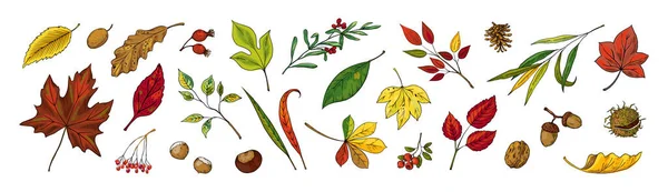手描きの紅葉。カラフルな栗、メープル、オークの木の葉には、アコーンまたはナッツがあります。ハーバリウムコレクション。植物のグラフィック要素を設定します。ベクトル秋の植物の枝 — ストックベクタ
