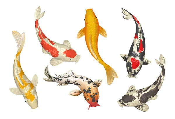 Pescado koi. Carpa china de estanque tradicional de dibujos animados. Oriental colección de peces de colores japoneses. Naturaleza Zen. Mascotas aisladas bajo el agua. Plantilla de tatuaje asiático. Vector colorido conjunto de animales de agua — Vector de stock