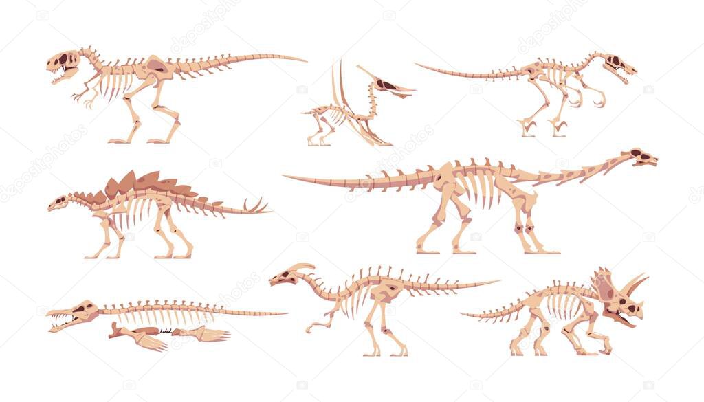 Dinosaur skeleton. Dino bones with skulls. Abstract tyrannosaurus or triceratops cartoon fossil body parts. Prehistoric lizard animals. Jurassic raptors set. Vector ancient reptiles