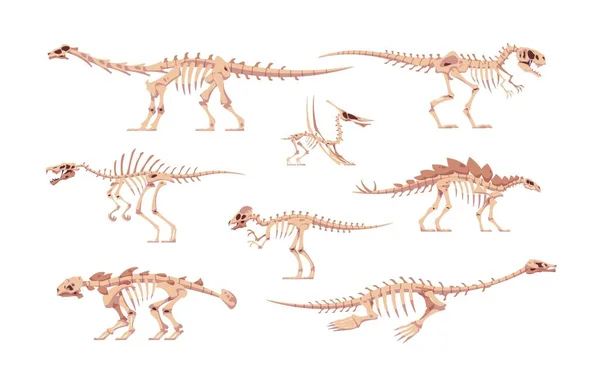Dino botten. Cartoon dinosaurus skeletten voor kinderen illustratie. Schedels en fossiele lichaamsdelen van Jurassic Raptors. Prehistorische roofdieren en planteneters. Vector geïsoleerde uitgestorven reptielen ingesteld — Stockvector