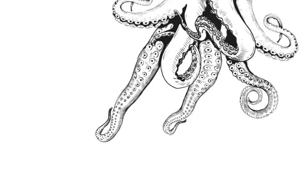 Щільне обрамлення. Рука намальована меню ресторану морепродуктів гравюра з восьминогими кальмарами або каштановими кінцівками. Океанська тварина чорно-білий ескіз. Векторний шаблон цефалоподібної декоративної рамки — стоковий вектор