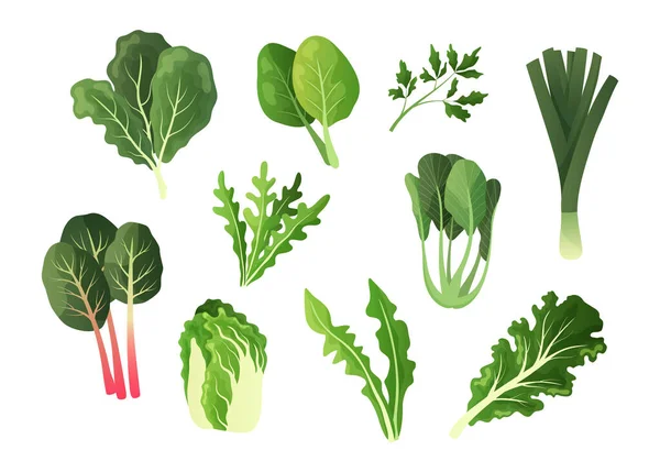 Zöld saláta zöldségek. Rajzfilm kaja levelek. Organikus saláta és vízitorma. Izolált mángold vagy spenót. Friss pitypang. Természetes arugula és gallér. Vektor vegetáriánus termékek készlete — Stock Vector