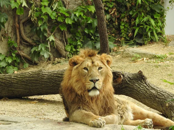 Proud, confident, majestic lion lying down, resting, looking straight ahead