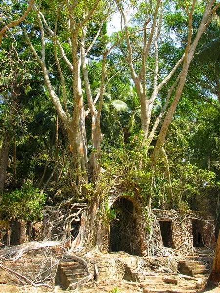 Überwucherte Verlassene Struktur Einem Dschungel Mit Baumwurzeln Mit Weinreben Bewachsenen — Stockfoto