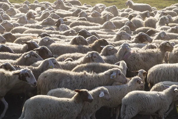 Овцы в городском парке в Риме, Италия — стоковое фото