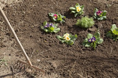 Bahçıvan ve çiçek yatak