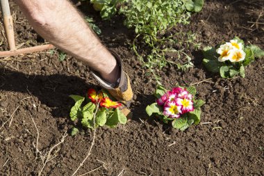 Bahçıvan ve çiçek yatak